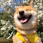 Avatar of Mehwish Iqbal